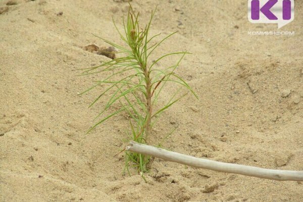 В День эколога в Коми будут раздавать саженцы деревьев