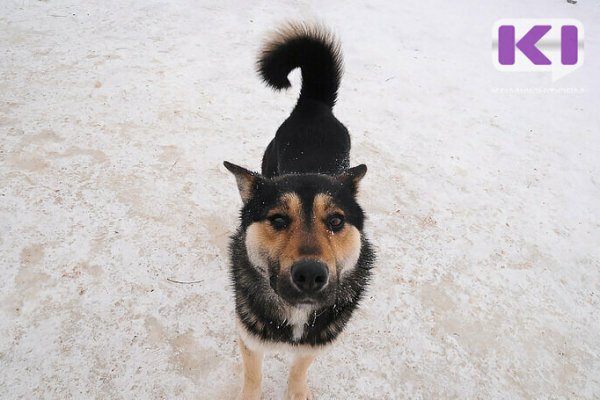 Почти миллион рублей направит Воркута на отлов и содержание безнадзорных собак