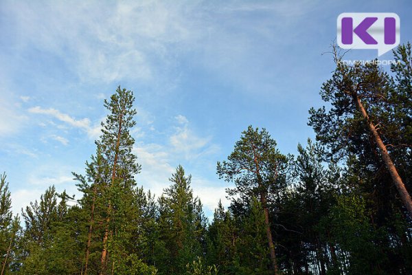 Жители Сыктывдинского района возмущены вырубкой леса в районе с.Шошка