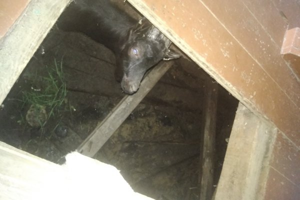 В Троицко-Печорске спасали козу, провалившуюся в подполье