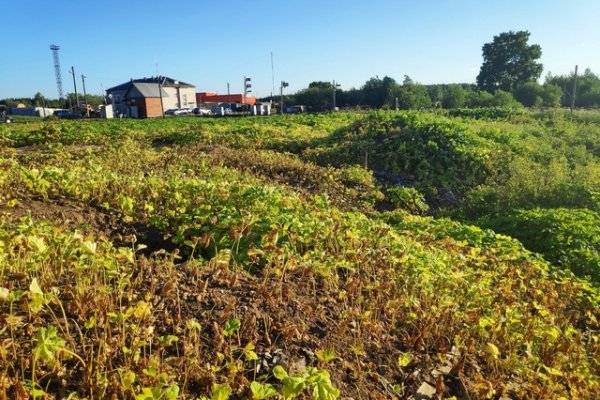 В Сыктывкаре начался второй этап борьбы с борщевиком