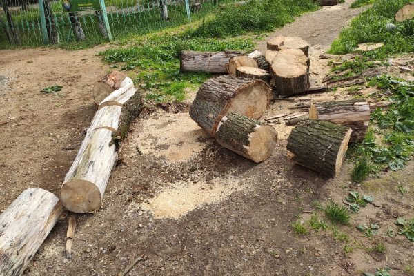 В центре Сыктывкара после падения дерева убрали опасные тополя
