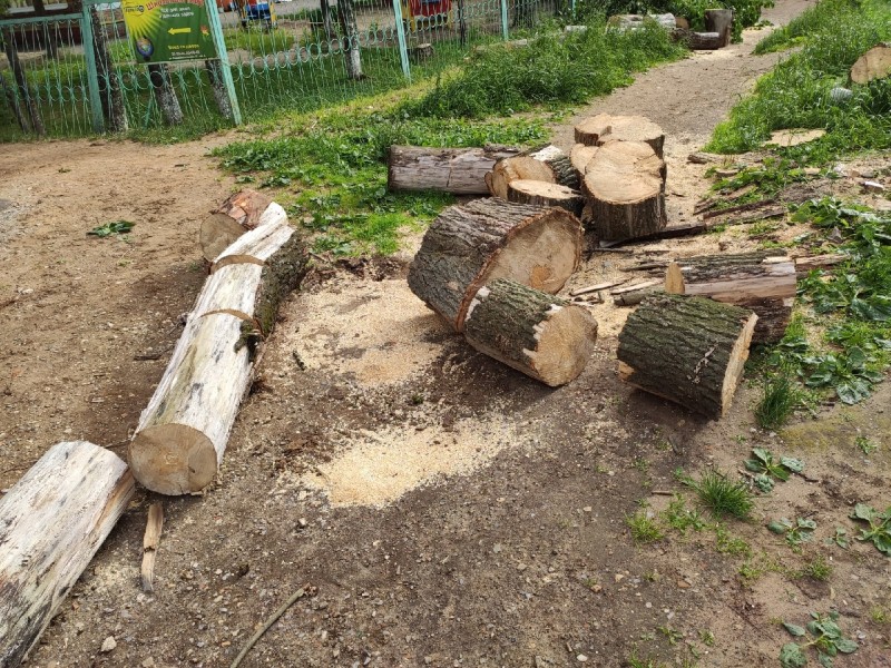 В центре Сыктывкара после падения дерева убрали опасные тополя