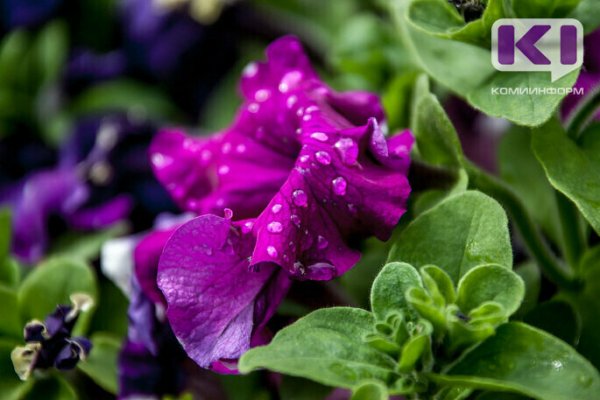 Дачный ликбез: когда пересаживать цветы и кустарники