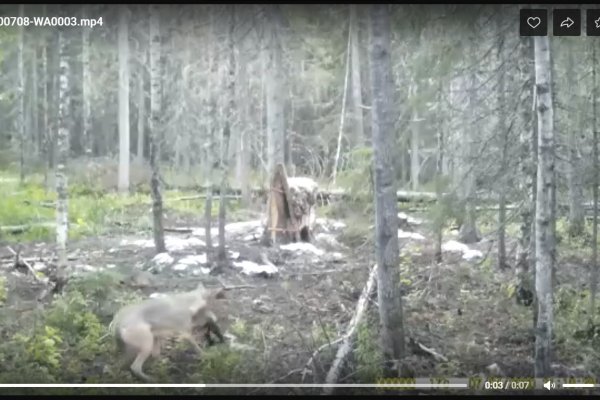 В Сыктывдине охотники установили круглосуточное видеонаблюдение за волками 