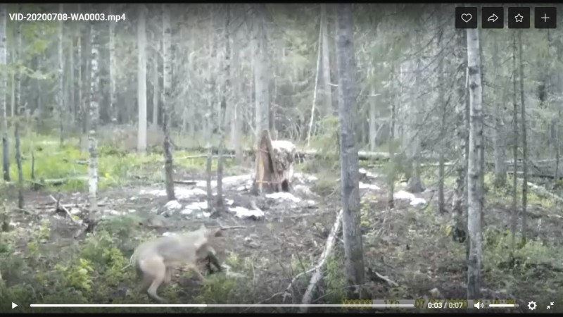 В Сыктывдине охотники установили круглосуточное видеонаблюдение за волками 