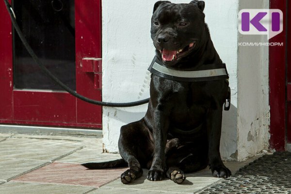 В Коми владельцев собак штрафуют за выгул животных без намордников