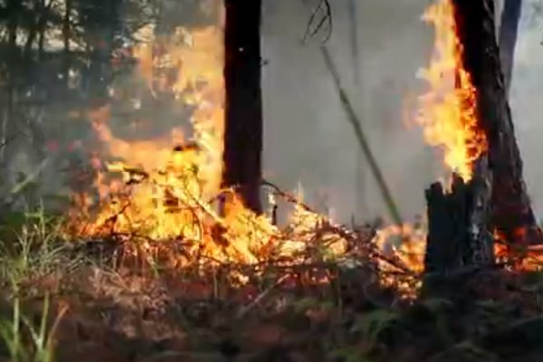 На границе Печоро-Илычского заповедника горит лес