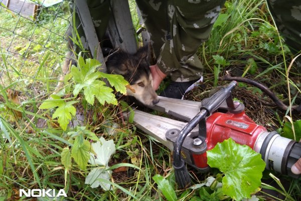 В Коми спасатели оказали помощь застрявшей в заборе собаке