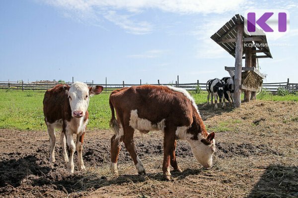 В Коми появятся восемь новых ферм