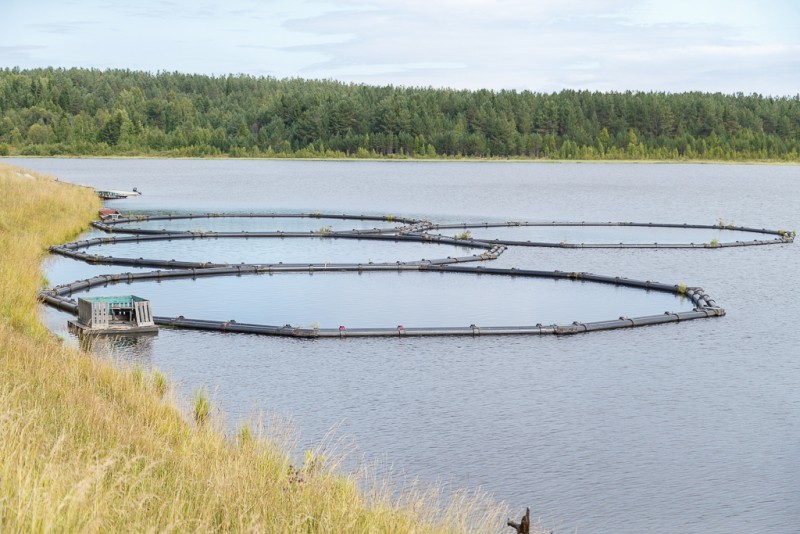 Владимир Уйба предложил выращивать на Кажымском водохранилище менее чувствительную рыбу