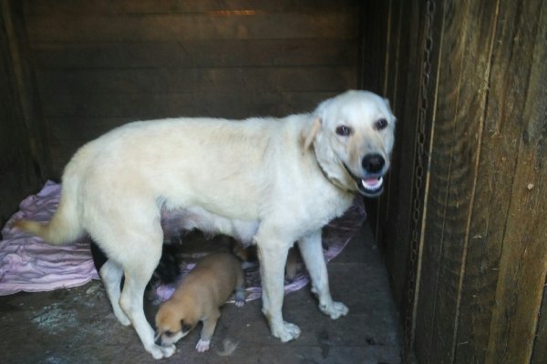 Дачники в Сыктывкаре выбросили на дорогу коробку со щенками и их мать - помесного лабрадора