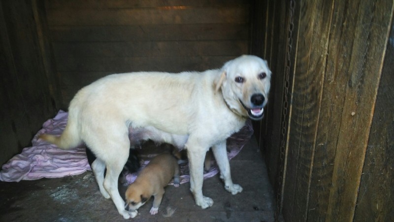 Дачники в Сыктывкаре выбросили на дорогу коробку со щенками и их мать - помесного лабрадора