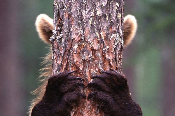 В Печоре от медведей избавились гуманным способом 