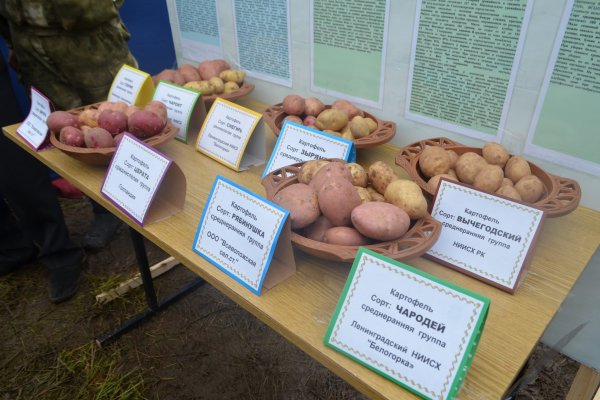 В Коми будут развивать товарное картофелеводство