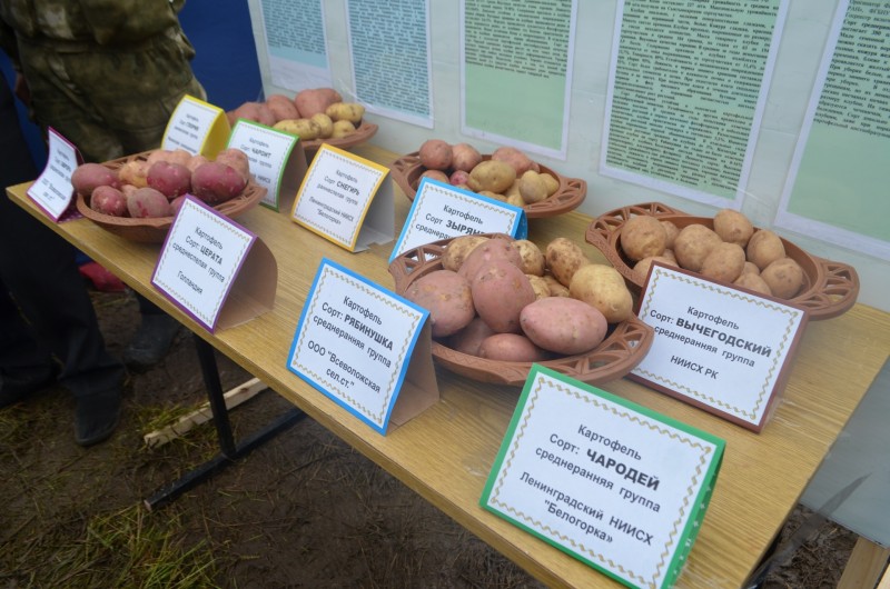 В Коми будут развивать товарное картофелеводство