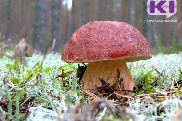 Грибники Коми разобрали все пропуски в Чернам на несколько дней вперед
