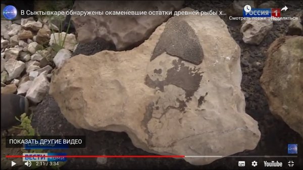 Известный ученый-палеонтолог Павел Безносов нашел в Сыктывкаре останки древней рыбы 