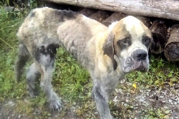 В Емве хозяева выгнали на улицу обгоревшего на пожаре сенбернара