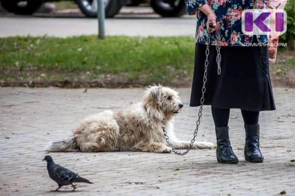 В Вуктыле с начала года отловили почти полсотни бесхозных собак