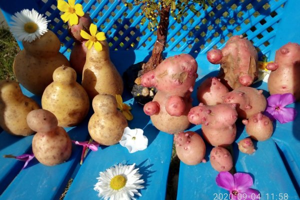 В Прилузье на конкурс плодов-мутантов прислали гигантскую малину и кабачок-убийцу