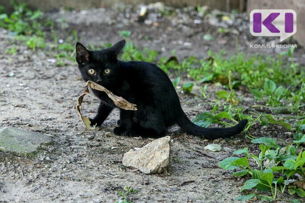 Сентиментальность спасателей Троицко-Печорска помогла застрявшему под кровлей котенку