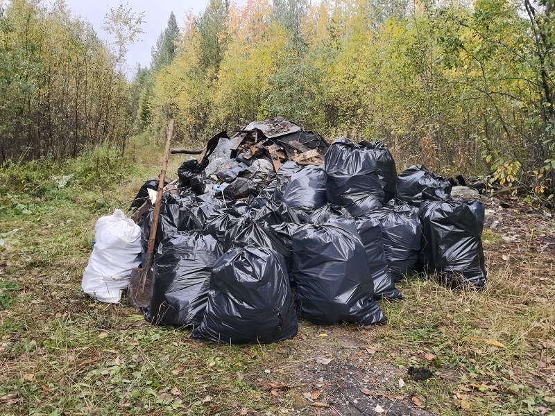 Активисты ОНФ в Коми ликвидировали свалку и высадили саженцы сосны в Корткеросском лесу 
