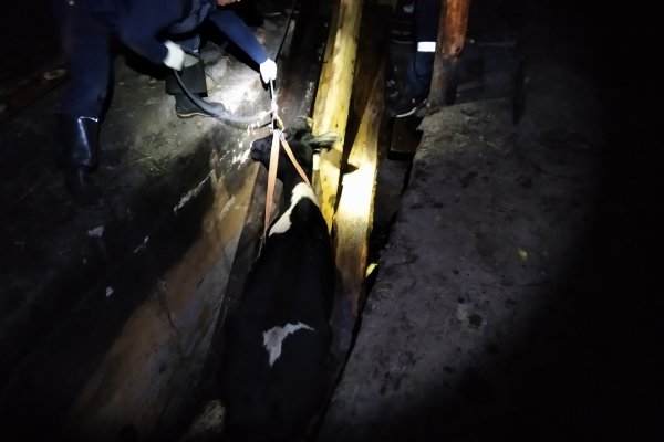 В Троицко-Печорске спасатели достали из двухметровой ямы обессиленных животных
