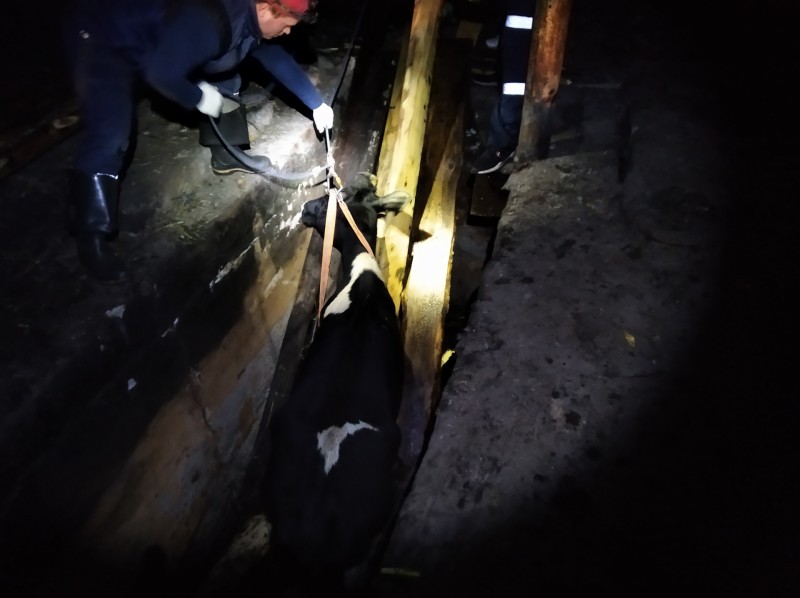 В Троицко-Печорске спасатели достали из двухметровой ямы обессиленных животных

