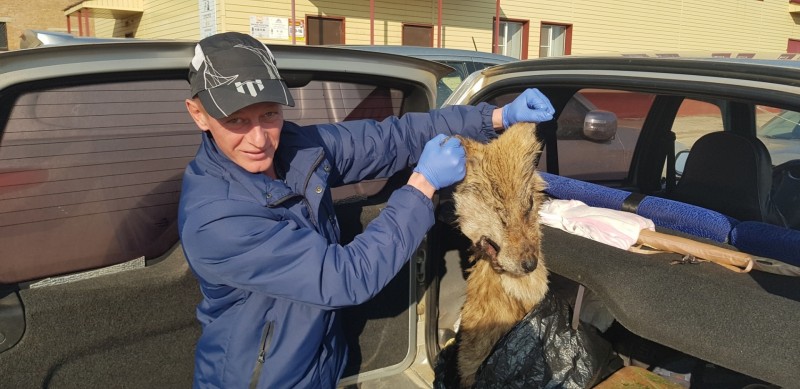 В Сыктывдинском районе добыли матерого волка 