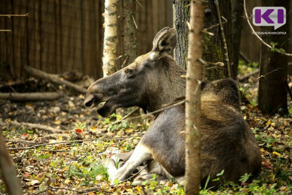 В Ижемском районе браконьеры подстрелили лосиху
