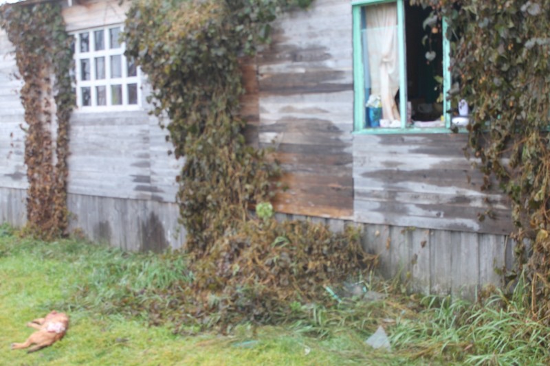 В Вуктыльском поселке Усть-Щугор медведь вырвал раму и пытался влезть в жилой дом