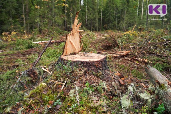 Владимир Уйба поставил задачу запретить вырубку леса вокруг населенных пунктов