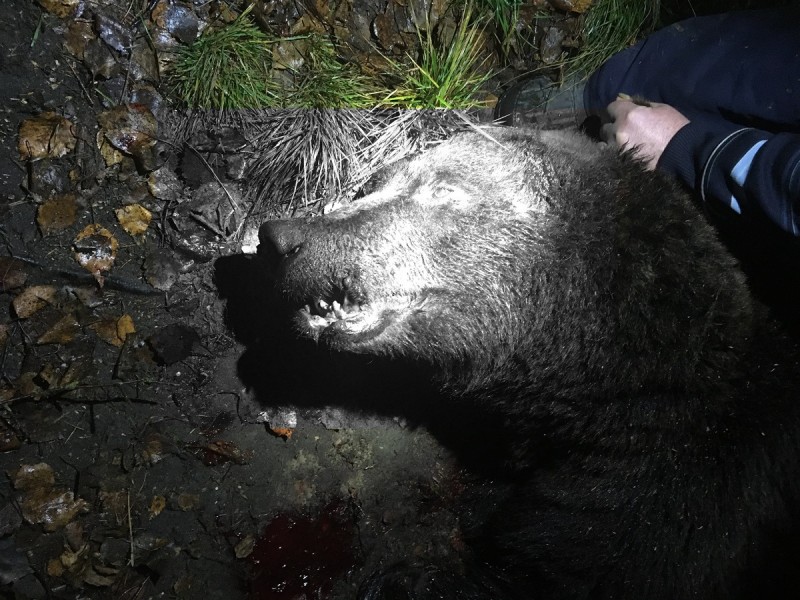 "Тут действует закон джунглей - надо выживать нам" - подробности охоты на медведя в Вуктыле  