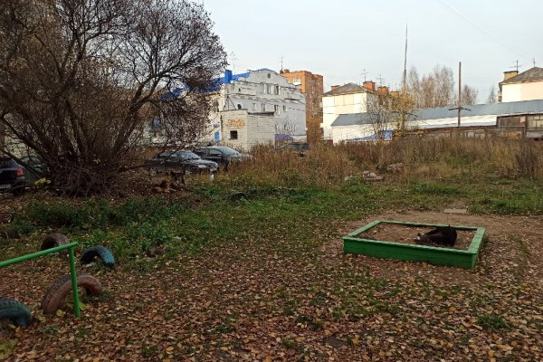 В Сыктывкаре бездомные собаки устроились на детской площадке
