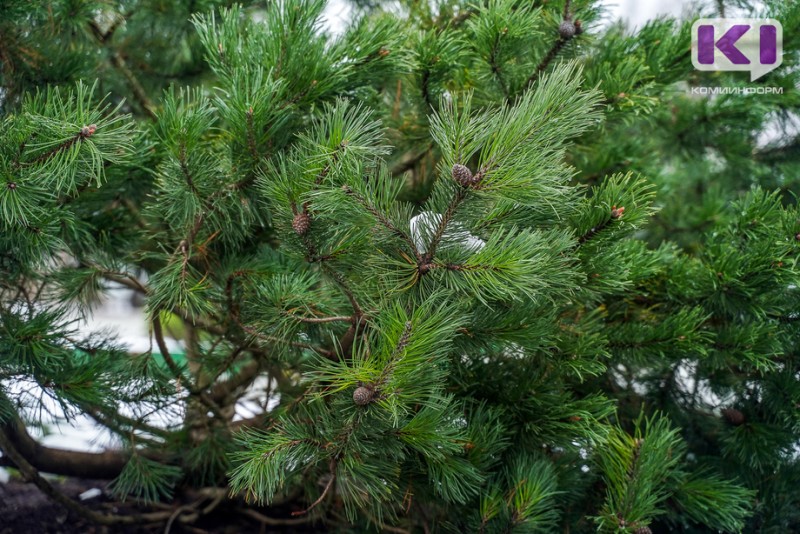 В парке "Строитель" в Сыктывкаре к новому году появится натуральная елка