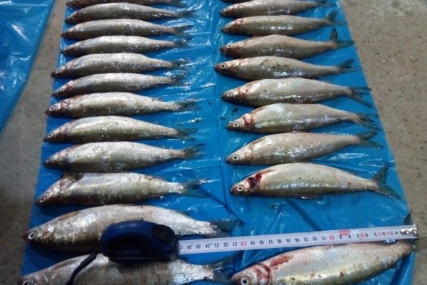 В Печоре полицейские задержали злоумышленников, которые ловили рыбу запрещенным способом
