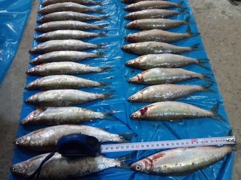 В Печоре полицейские задержали злоумышленников, которые ловили рыбу запрещенным способом