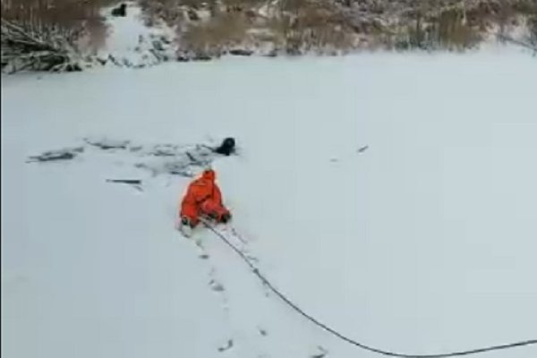 В Ухте спасли собаку, которая провалилась под лед