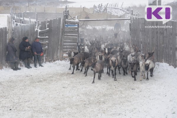 В Воркуте с 1 ноября начинается кампания по забою оленей