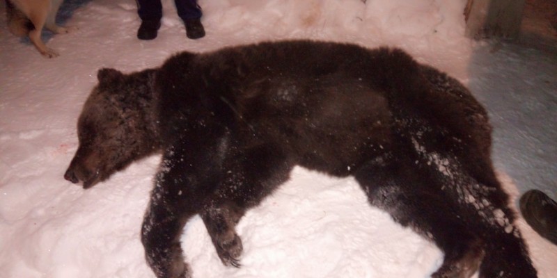 Покою ухтинцев на кладбище медведь больше не угрожает