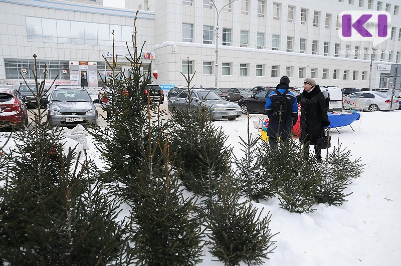 Средний чек на новогодние елки в России снизился на 10%

