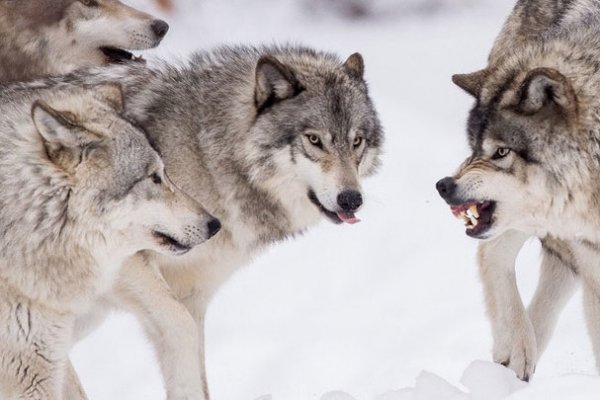 В Троицко-Печорске волка отпугнули криками, к делу подключены охотники и полиция 