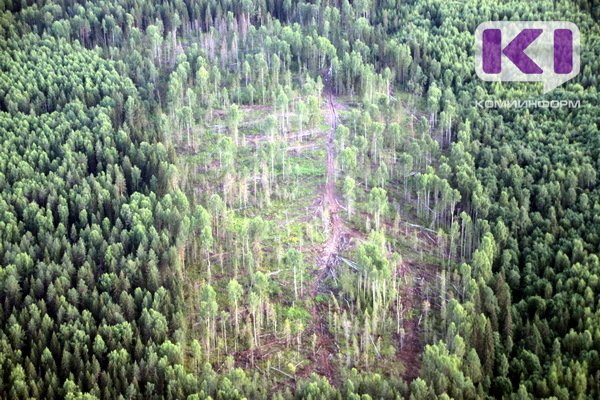 В Коми оштрафовали предпринимателя за самовольное использование лесного участка
