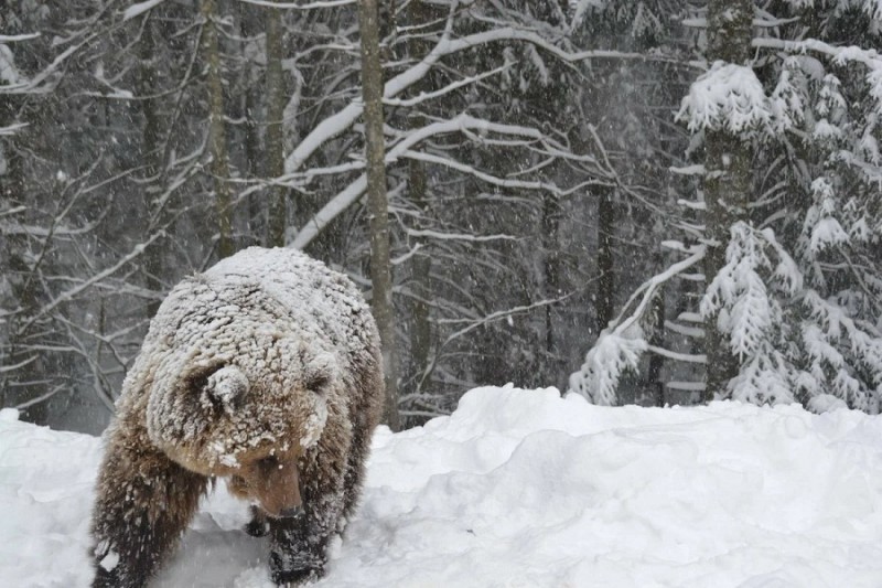 В Корткеросском районе отстрелят медведя-шатуна 