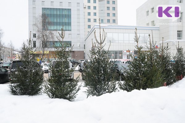 В Сыктывкаре открываются ёлочные базары
