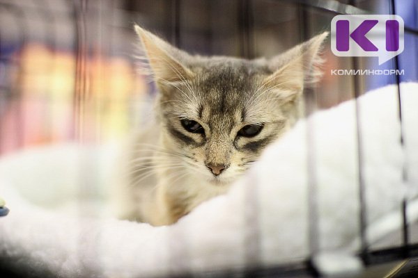 Маршаковка приглашает сыктывкарцев на 