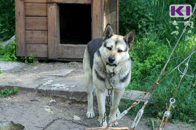 Владимир Уйба призвал зоозащитников объединить усилия в помощи бездомным животным