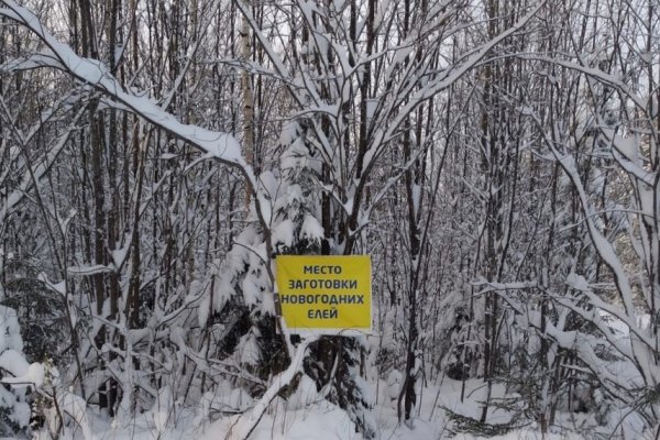 Жители Коми в лесничествах приобрели разрешения на вырубку 6 093 новогодних елок

