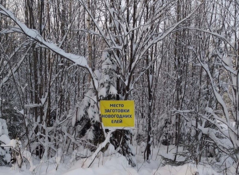 Жители Коми в лесничествах приобрели разрешения на вырубку 6 093 новогодних елок
